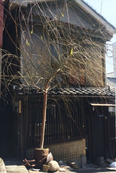 ��������� ëĮϻ���ܤε�ȴ��Ź�ޡ��ƥʥ�����ߤβ���